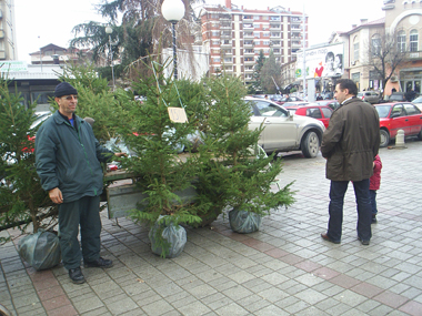 Природни елки на плоштадот