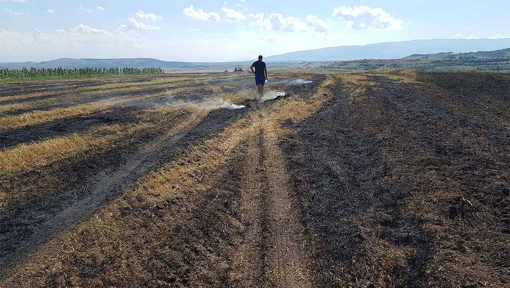 Изгореа над 10 хектари жито во Младо Нагоричане